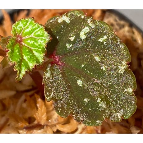 Begonia sp. from North Toraja [S0919-02] 伊藤蟻植物農園