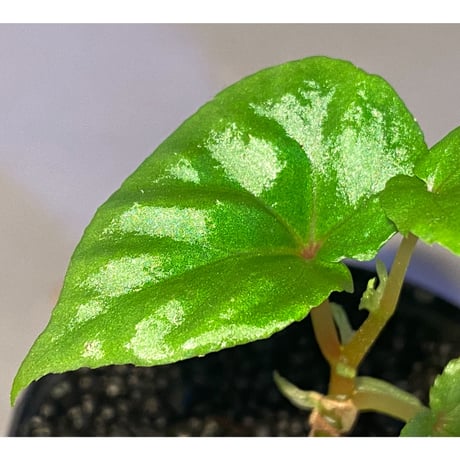 Begonia sp. from Keningau [TK190217]