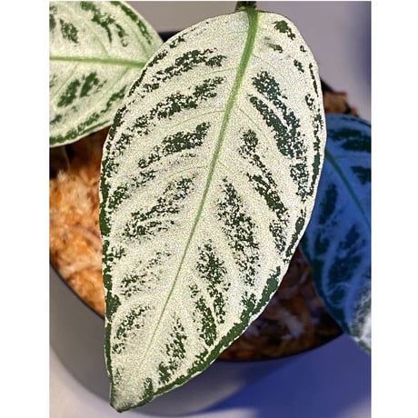 Acanthaceae gen. from Selangor alt 400 [TK050315]