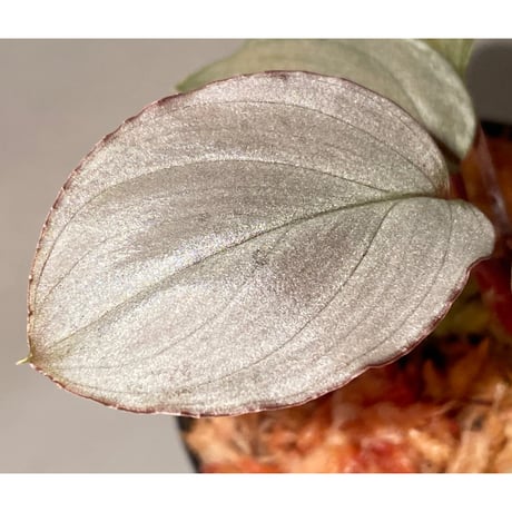 Homalomena sp. "Shirogane" SRP from Pulau Lingga[HW1017-XX]
