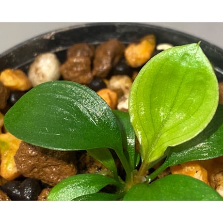 Homalomena sp. "Aceh selatan" Aceh Sumatra [TB]