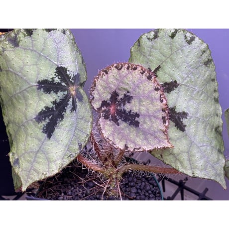 Begonia sp. from Lang Son [YH030519] TK