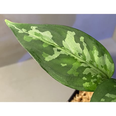 Aglaonema pictum tricolor from Aceh sumatera [LA0819-01b]