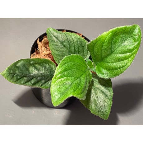 Unknown from Miri Sarawak Borneo