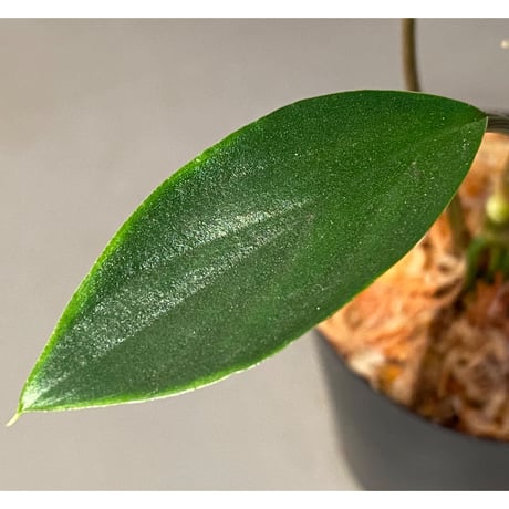 Homalomena sp. Sekadau Selatan ②