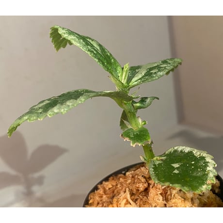 Elatostema sp. from Kapuas hulu