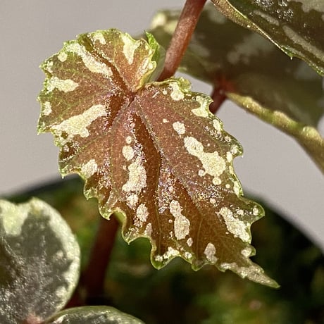 Begonia penrissenensis from Gunung Penrissen Sarawak