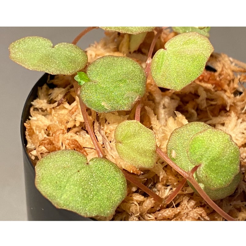 Begonia lichenora (sp.Mini) from Kalimantan Sar