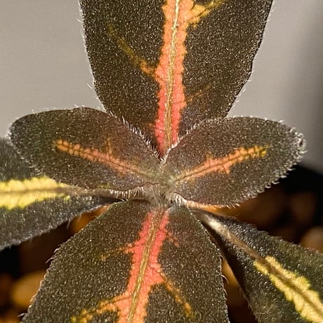 Aphelandra maculata from Madre de Dios [LA1017-02]