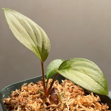 Homalomena sp. from West Kalimantan