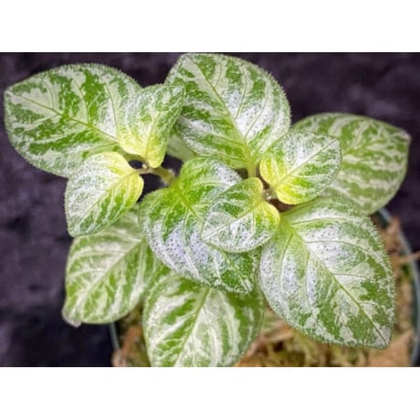Gymnostachyum sp. "type B" from Aceh Selatan [HW0816-03]