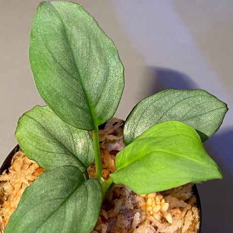 Homalomena sp. from Singkep