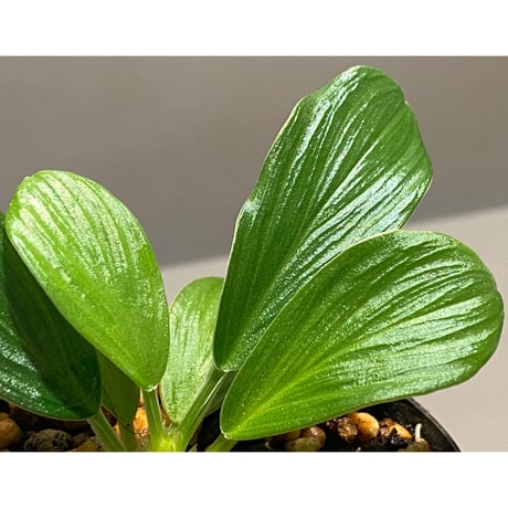 Homalomena sp. [LA0317-z-r]