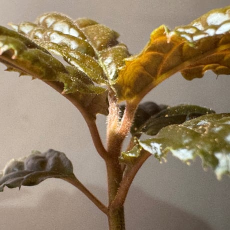Ardisia sp. from Bengkulu [LA0315-1]