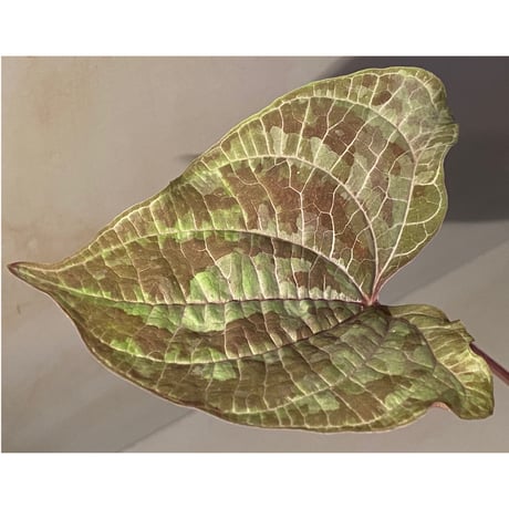 Dioscorea dodecaneura (discolor) from Ecuador