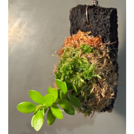 Plutarchia portillae [ECUAGENERA]