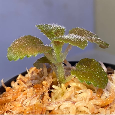 Cyrtandra sp. from Sabah [R0515-01a]