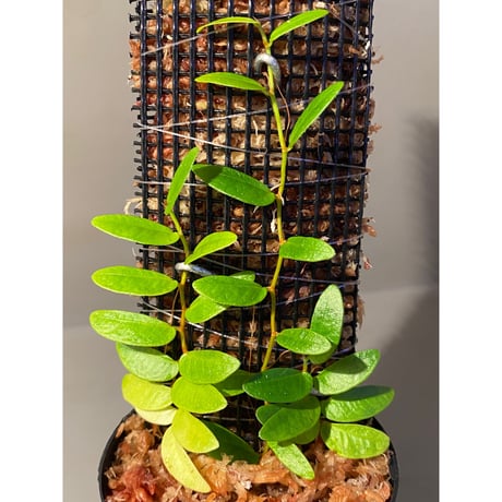 Ficus sp. from Bau