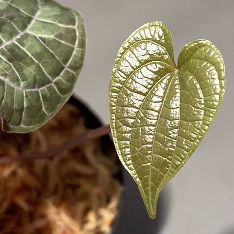 Dioscorea dodecaneura (discolor) from Ecuador
