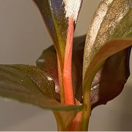 Rhodospatha sp. from Ecuador [tanakay]