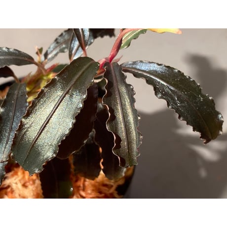 (大株) Bucephalandra sp. "Kedagang" [ID便]