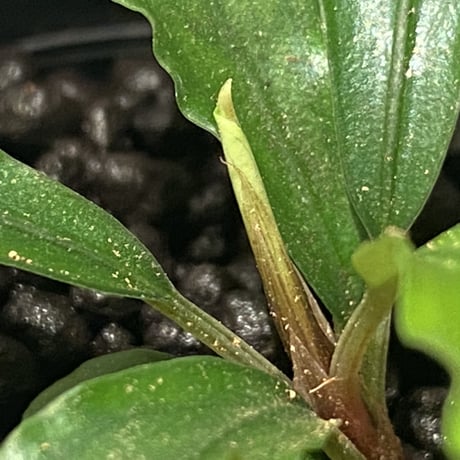 Bucephalandra sp. 黄緑 from Bukit Kelam Utara [AZ0611-14]