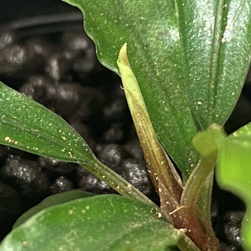 Bucephalandra sp. 黄緑 from Bukit Kelam Utara [AZ