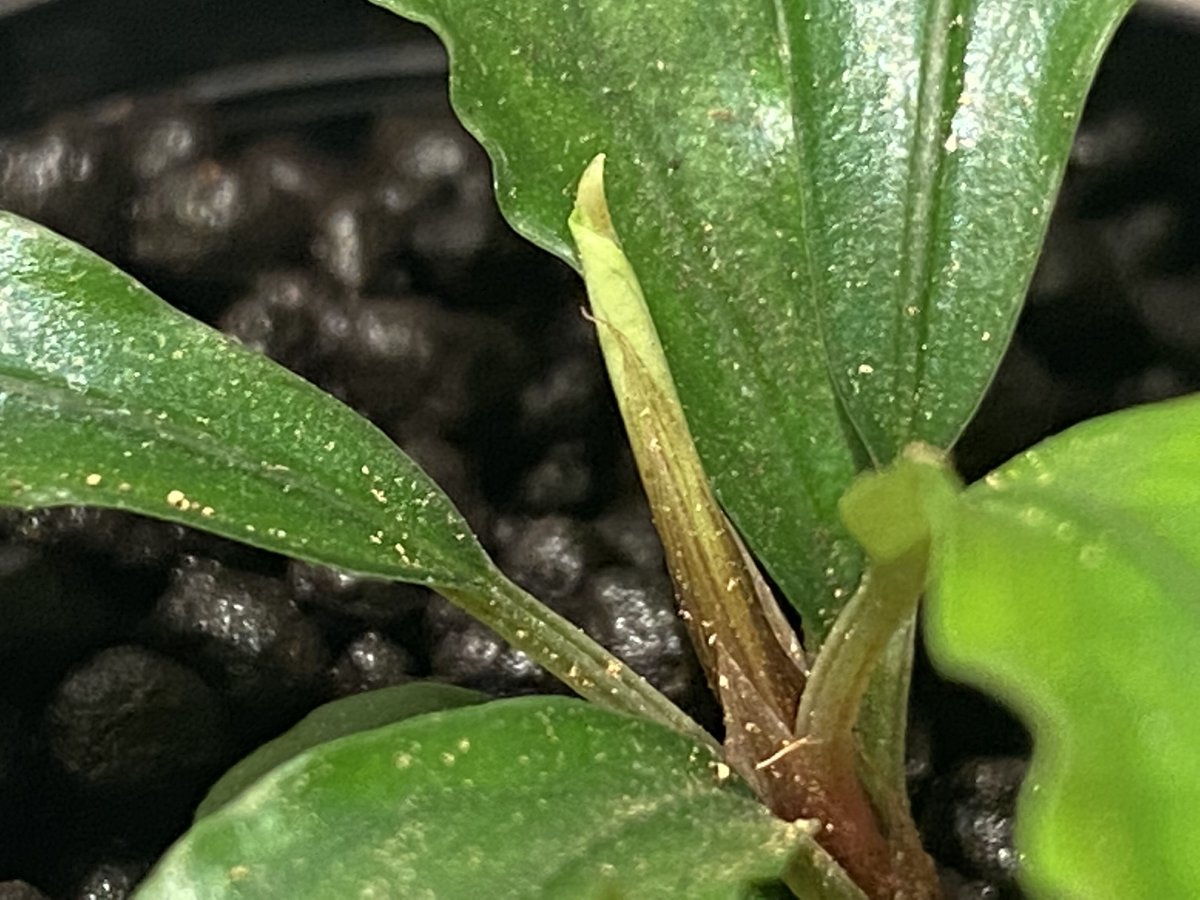 Bucephalandra sp.\"Bukit Kelam-2\"(タグ付き) Bucephalandra sp.