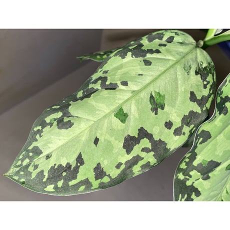 Aglaonema pictum "White-Devil" from Sumatera Barat [AZ0413-2]