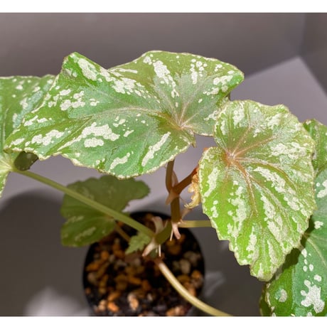 Begonia sp. from Aceh sumatera [LA0215-4T]
