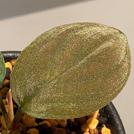 Homalomena sp. from Lundu [TK231017]