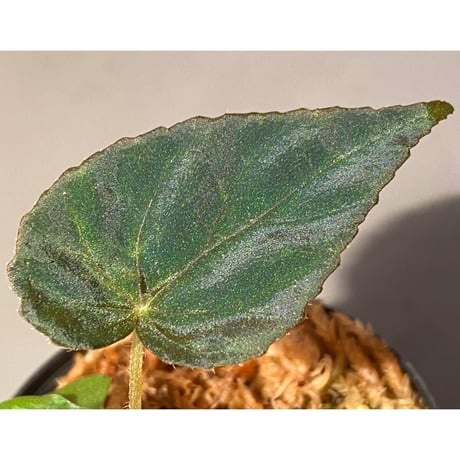 Begonia pavonina from Malaysia