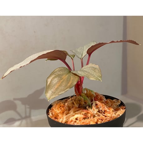 Homalomena sp. "Shirogane" SRP from Pulau Lingga[HW1017-XX]