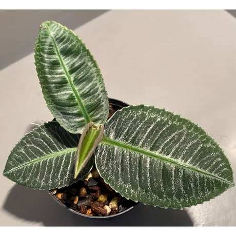 Ardisia sp. from Aceh Selatan [HW0816-03]