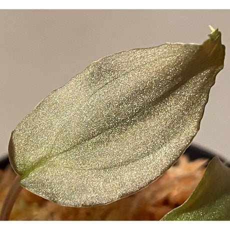 Homalomena sp. "Shirogane" SRP from Pulau Lingga[HW1017-XX]