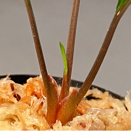 Homalomena vittifolia from Sulawesi [LA0811-00] ②
