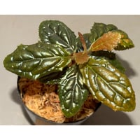 Ardisia sp. from Bengkulu [LA0315-1]