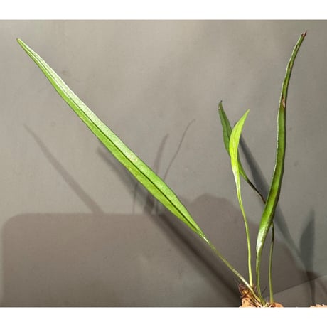 Microsorum sp. 'Type A' from Aceh sumatera