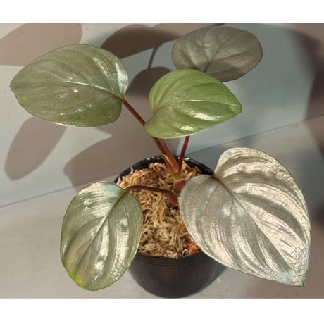 o*n様 Homalomena from Kalimantan ホマロメナ ホマロメナ ブラック メタリック Homalomena sp. その他観葉植物