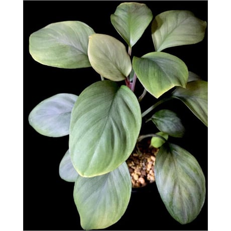 Homalomena sp. Aceh Silver from Aceh sumatera [LA0613-00]