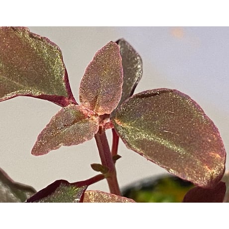 Melastoma sp. from Sibolga