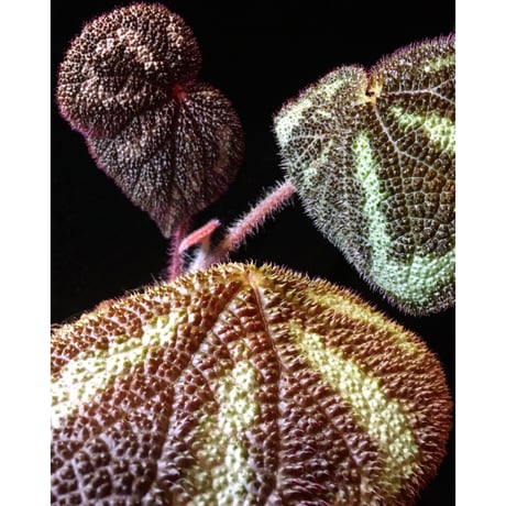 Begonia variegata from Vietnam
