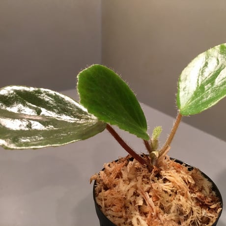 Begonia blancii