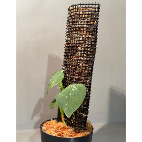 Philodendron sp. from Iquitos Peru [tanakay]