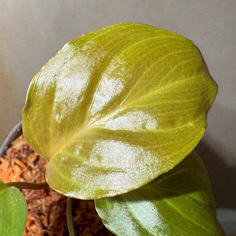 Homalomena sp. "Black Jambu" from Round Purbalingga [カミハタ 2023]
