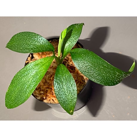 Homalomena hasei "狐尾" from Aceh sumatera [LA0616-04]