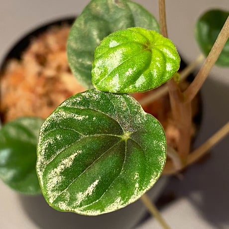 Peperomia meridiana from Ecuador [tanakay]