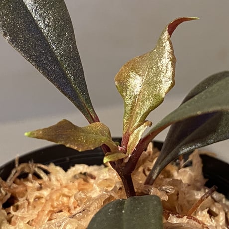 Medinilla sp. from Irian Jaya Papua