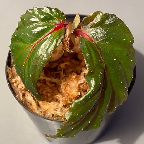 Begonia sp. from Sarawak