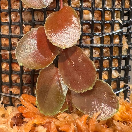 Marcgravia sp. "Dark type" from Tarapoto Peru alt1,000m